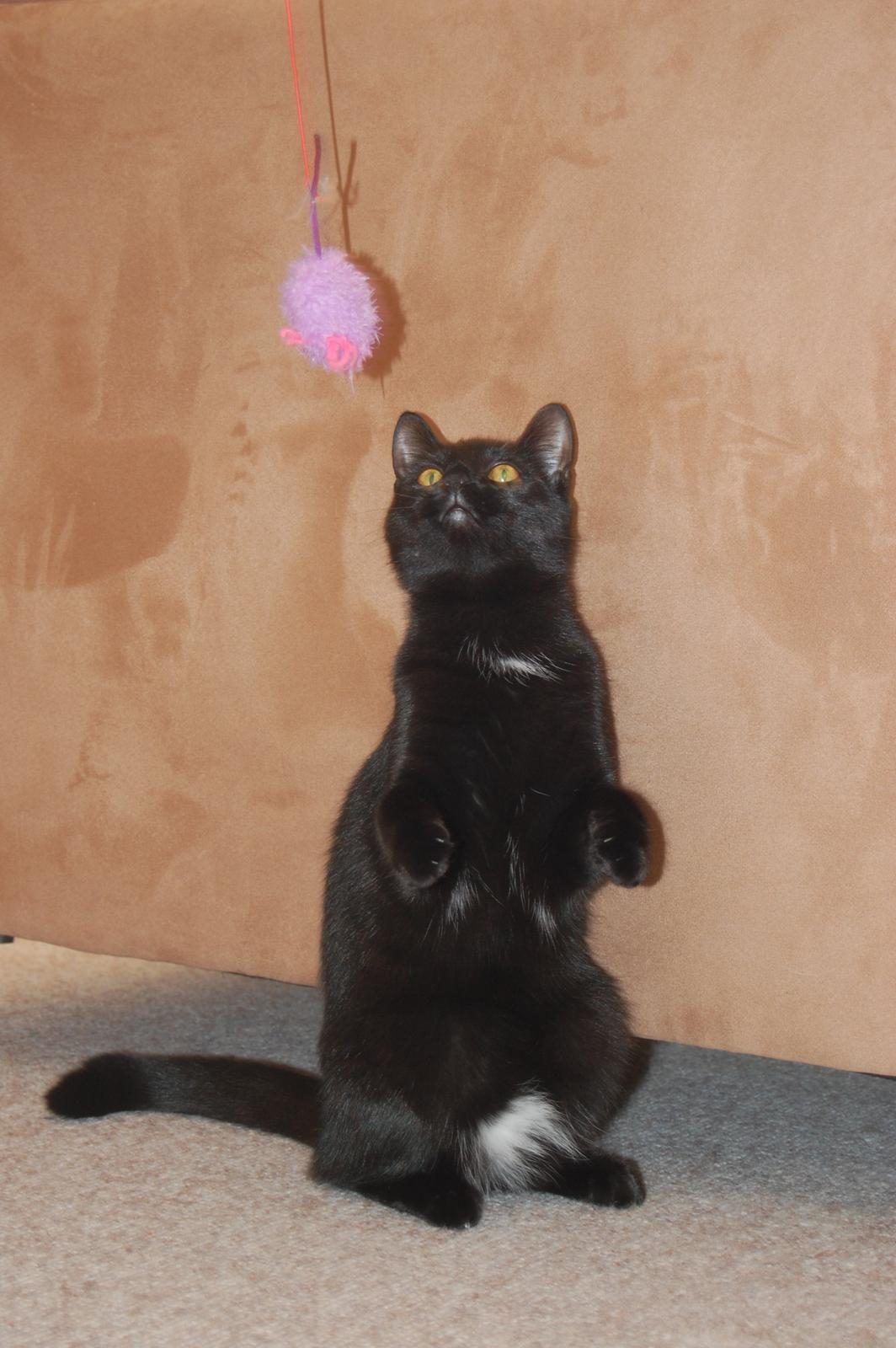 Blanding af racer Mille billede 2