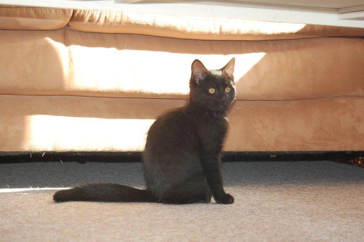 Blanding af racer Mille billede 3