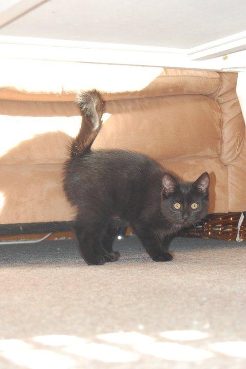 Blanding af racer Mille billede 4