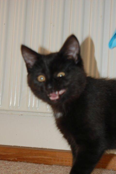 Blanding af racer Mille billede 5