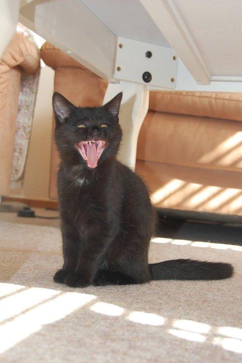 Blanding af racer Mille billede 6