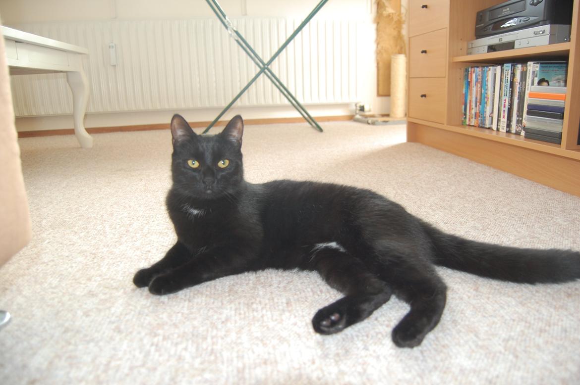 Blanding af racer Mille billede 7