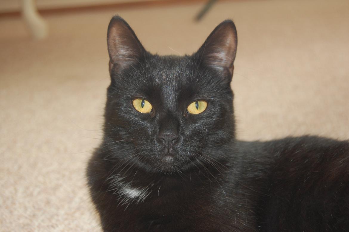 Blanding af racer Mille billede 8