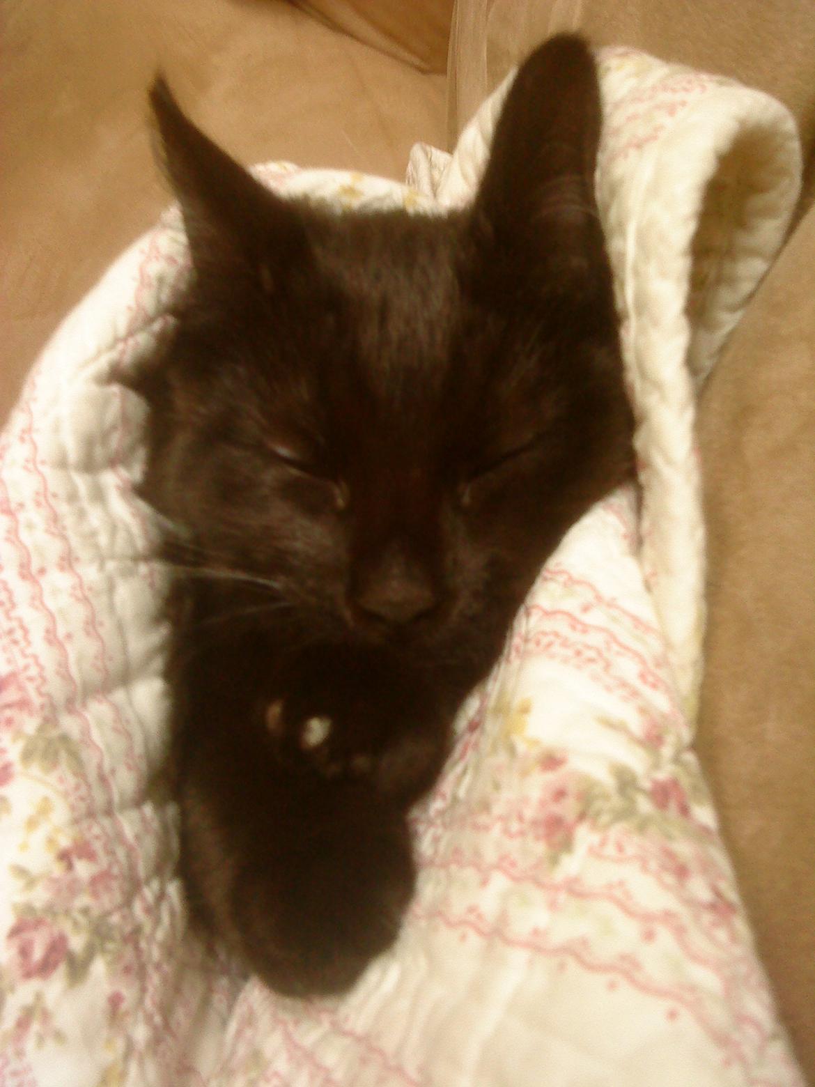 Blanding af racer Mille billede 9