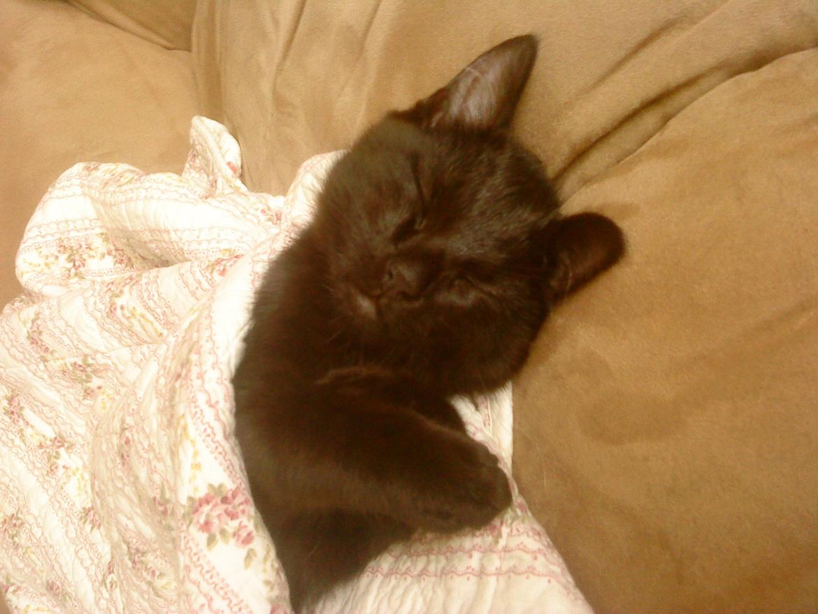 Blanding af racer Mille billede 10