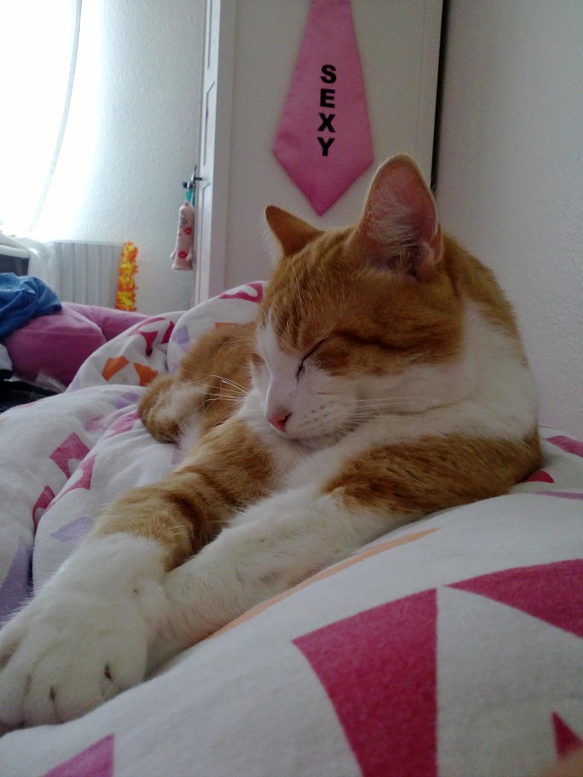 Blanding af racer Jack Sparrow billede 1