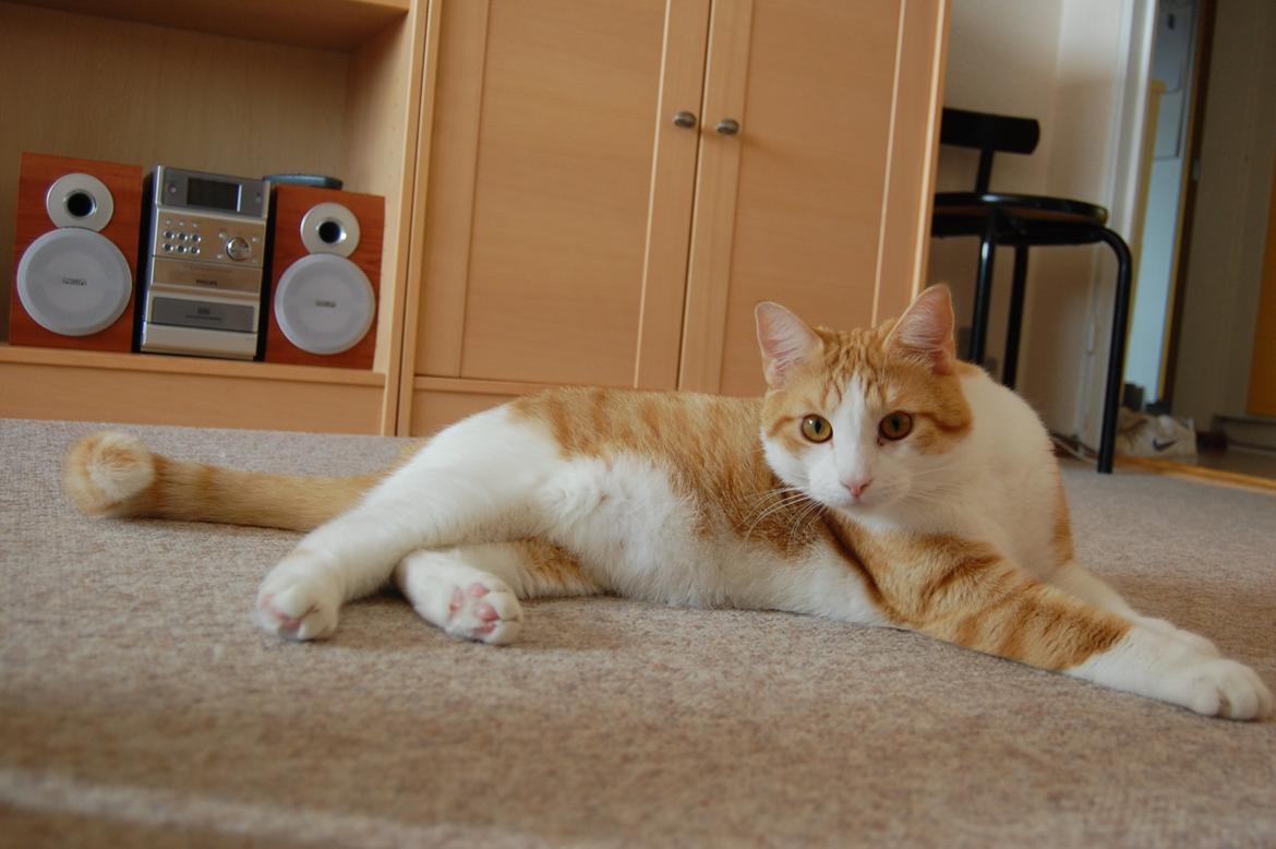 Blanding af racer Jack Sparrow billede 5