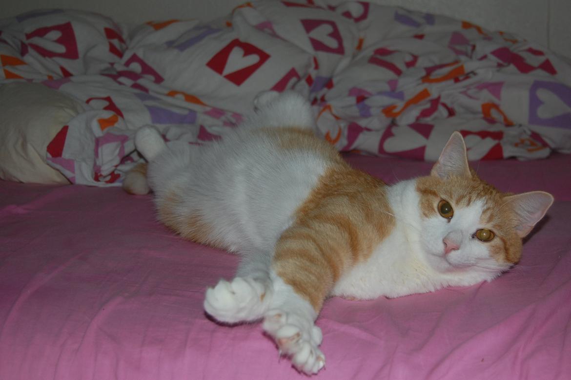 Blanding af racer Jack Sparrow billede 6