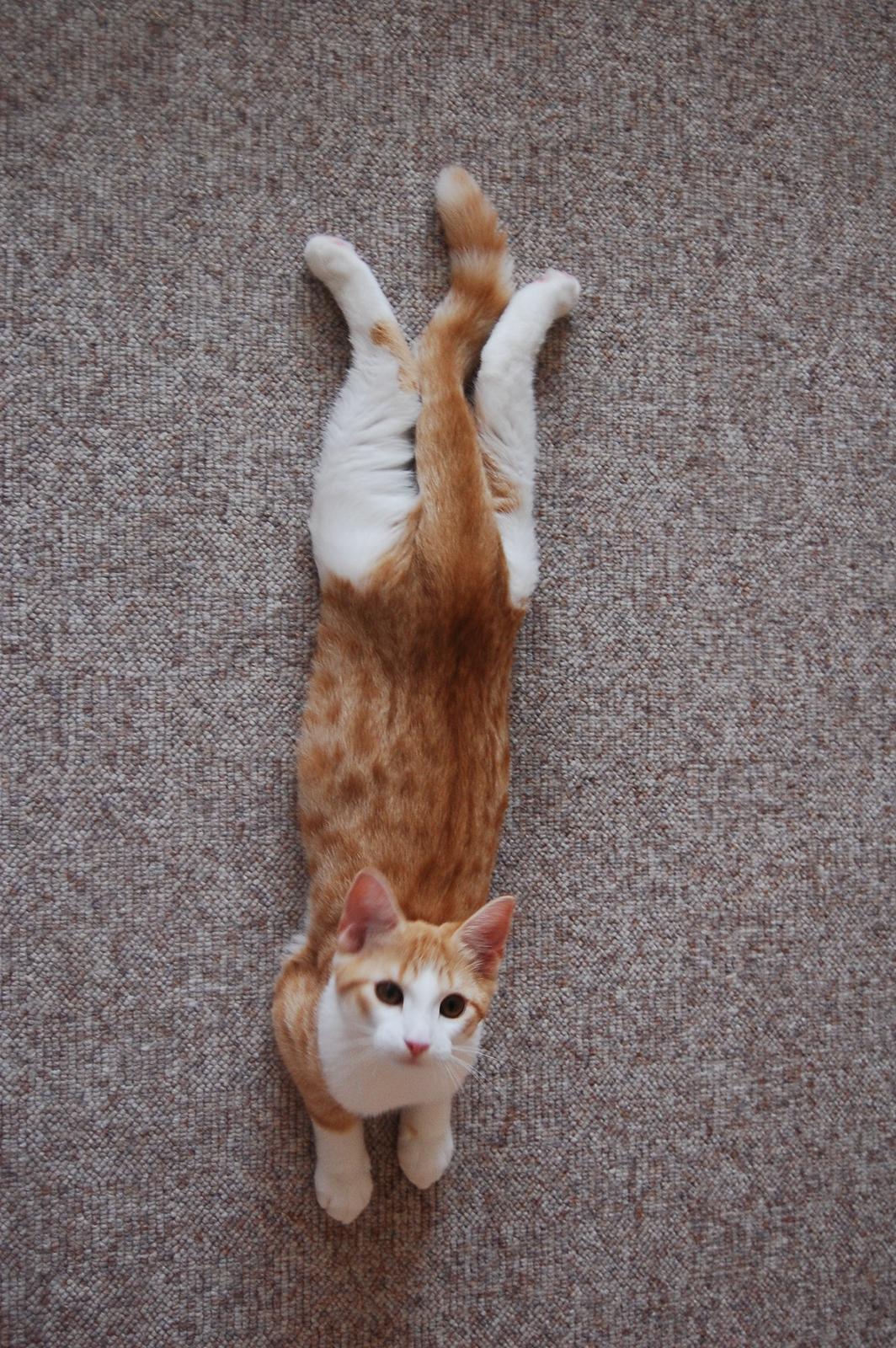 Blanding af racer Jack Sparrow billede 8