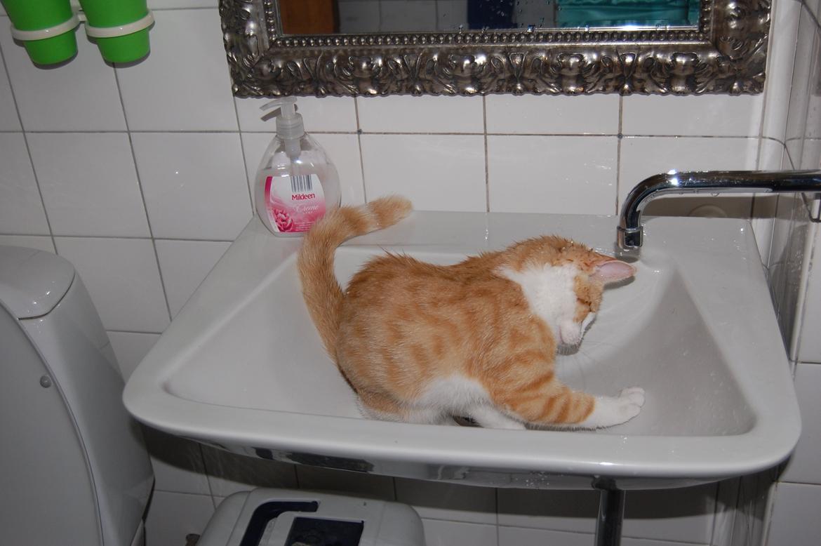 Blanding af racer Jack Sparrow billede 9