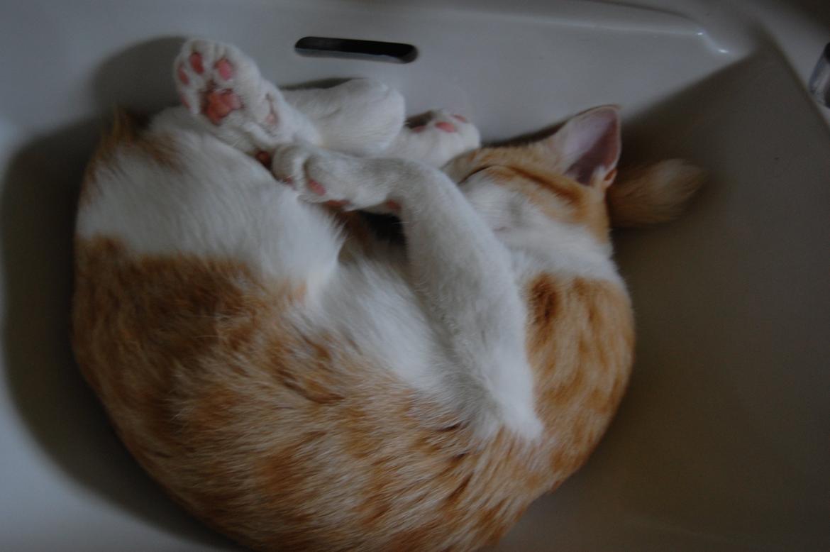 Blanding af racer Jack Sparrow billede 11