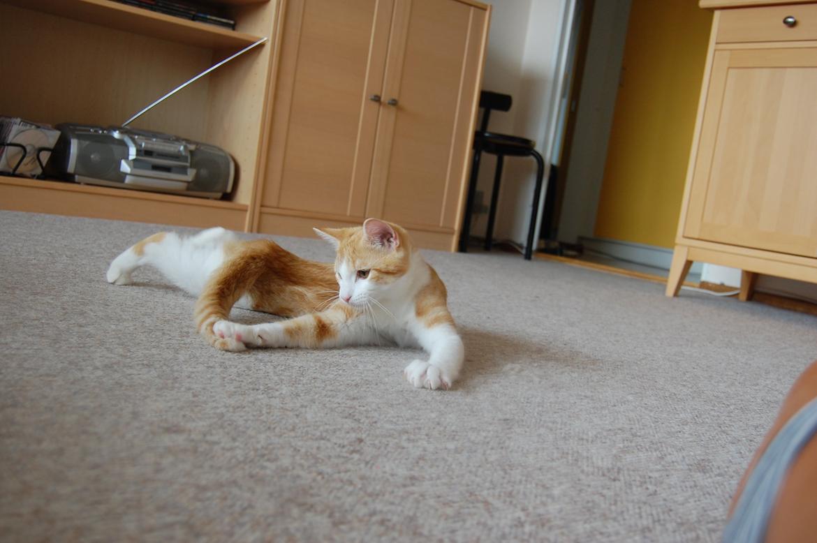 Blanding af racer Jack Sparrow billede 12