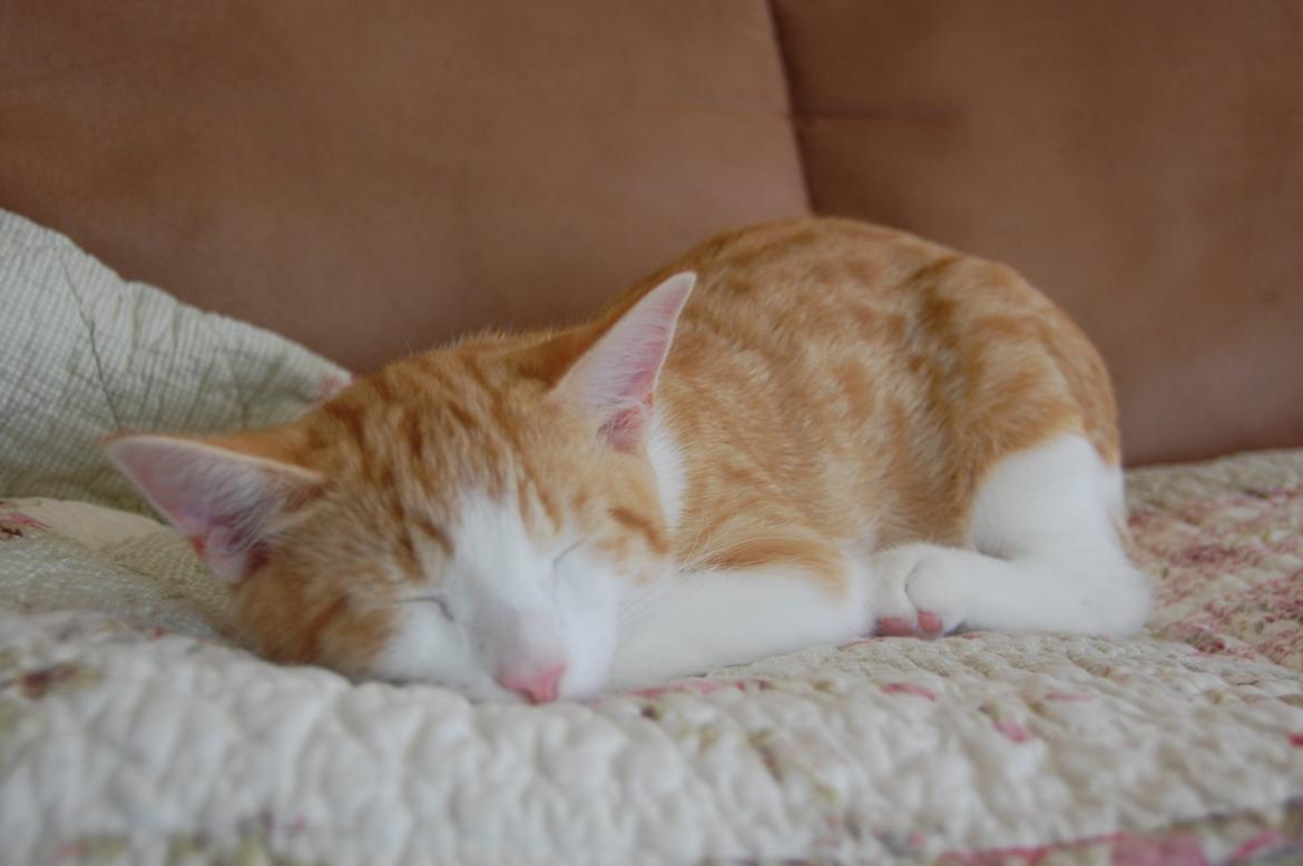 Blanding af racer Jack Sparrow billede 14