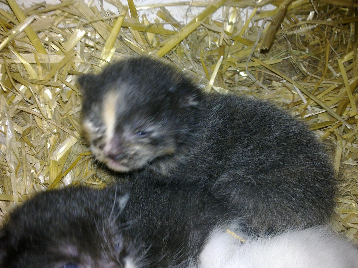 Huskat Cocomis billede 1