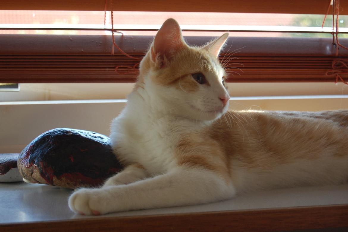 Blanding af racer Jack Sparrow billede 16