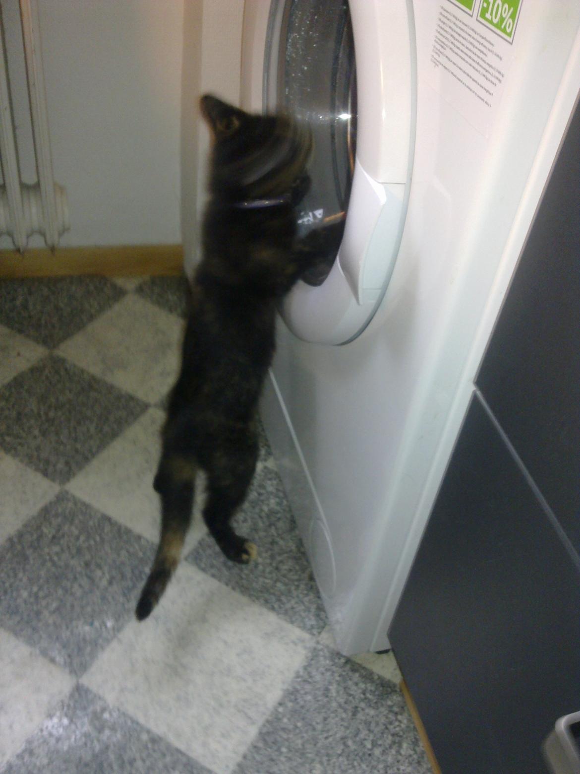 Huskat Cocomis billede 2