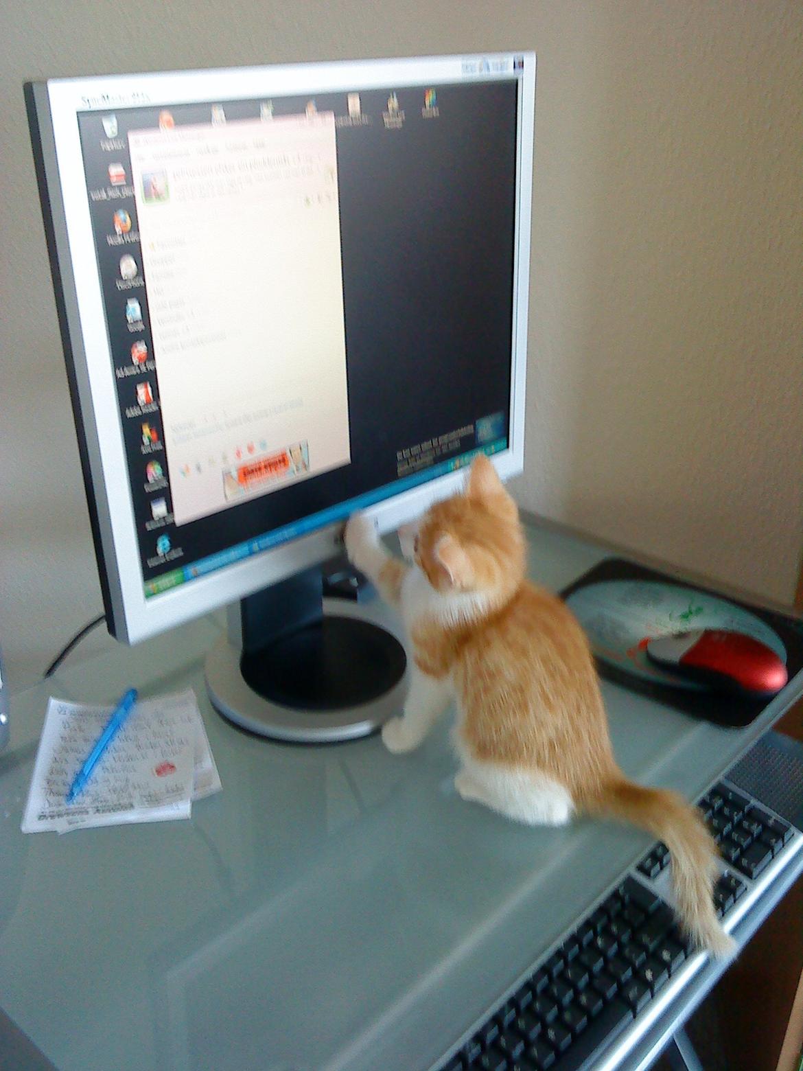 Blanding af racer Jack Sparrow billede 18