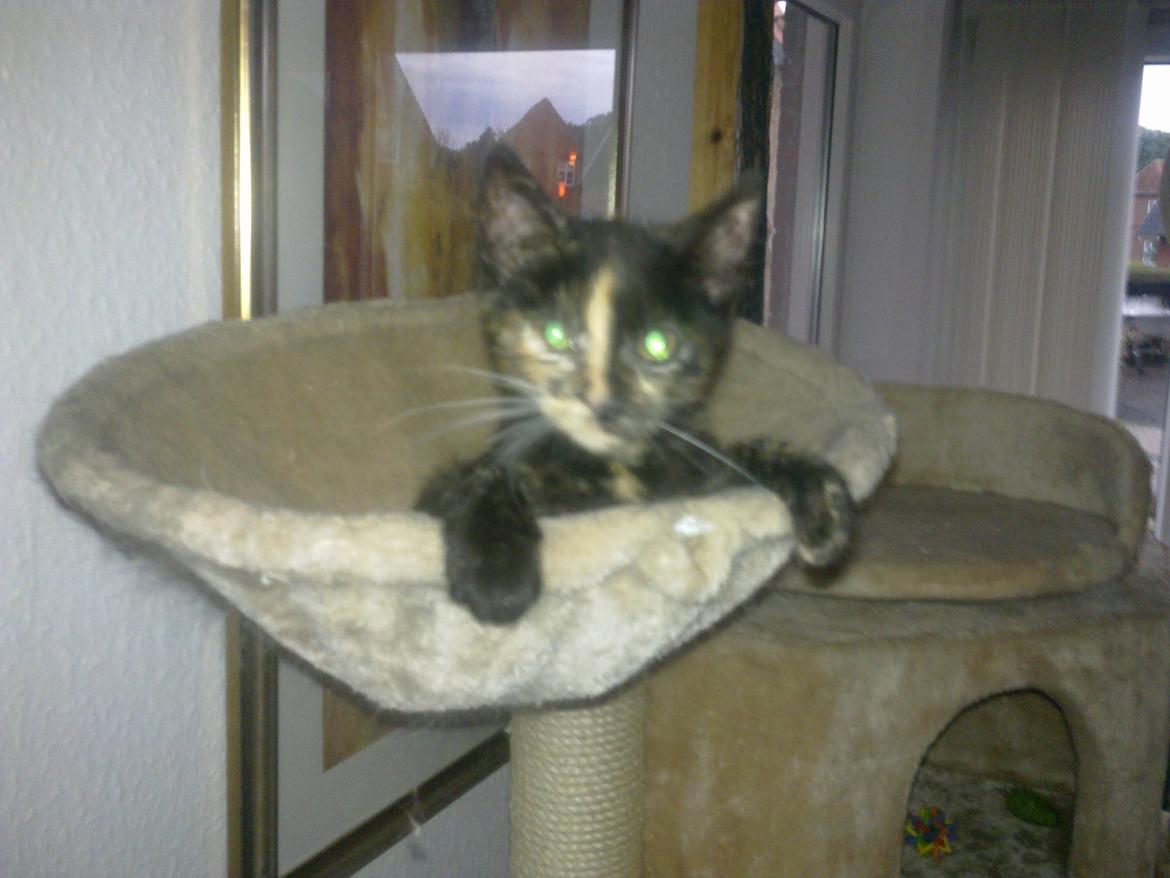 Huskat Cocomis billede 3