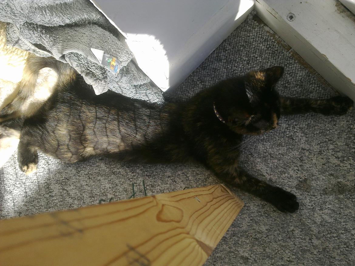 Huskat Cocomis billede 4