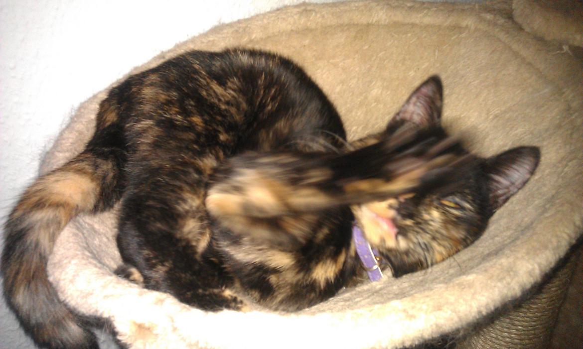 Huskat Cocomis billede 5