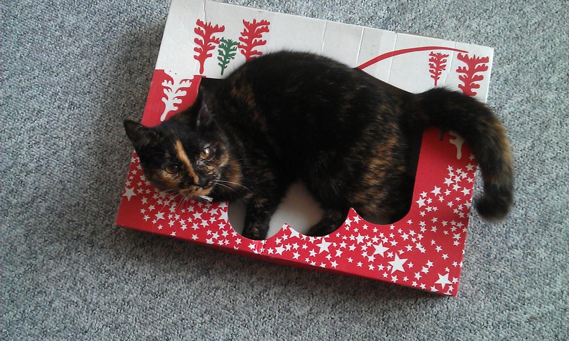 Huskat Cocomis billede 6