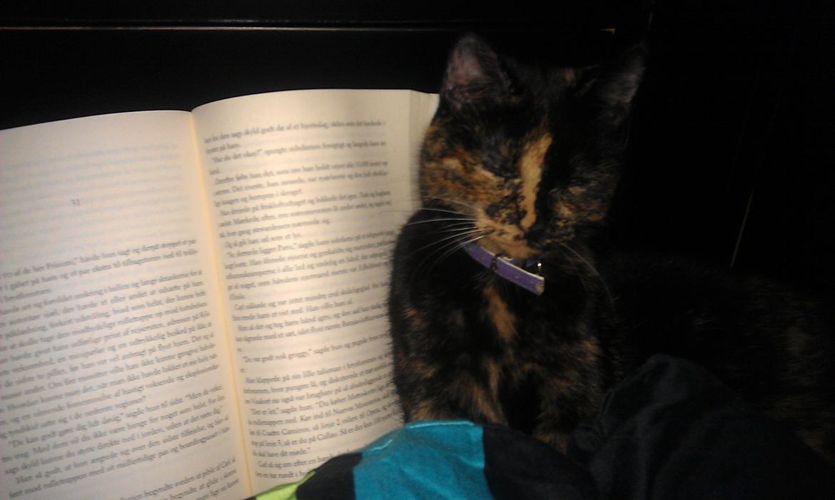 Huskat Cocomis billede 7