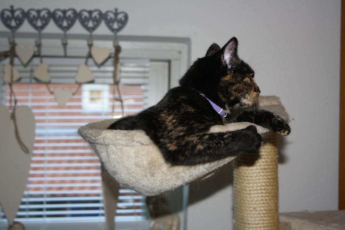 Huskat Cocomis billede 8