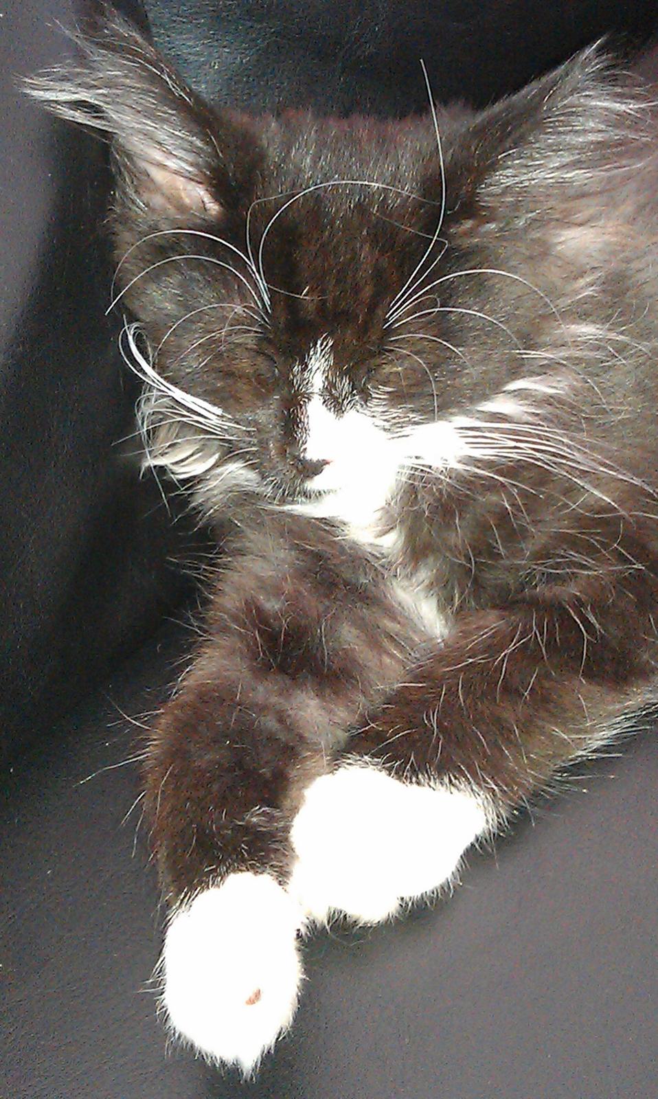 Norsk Skovkat Soya billede 2