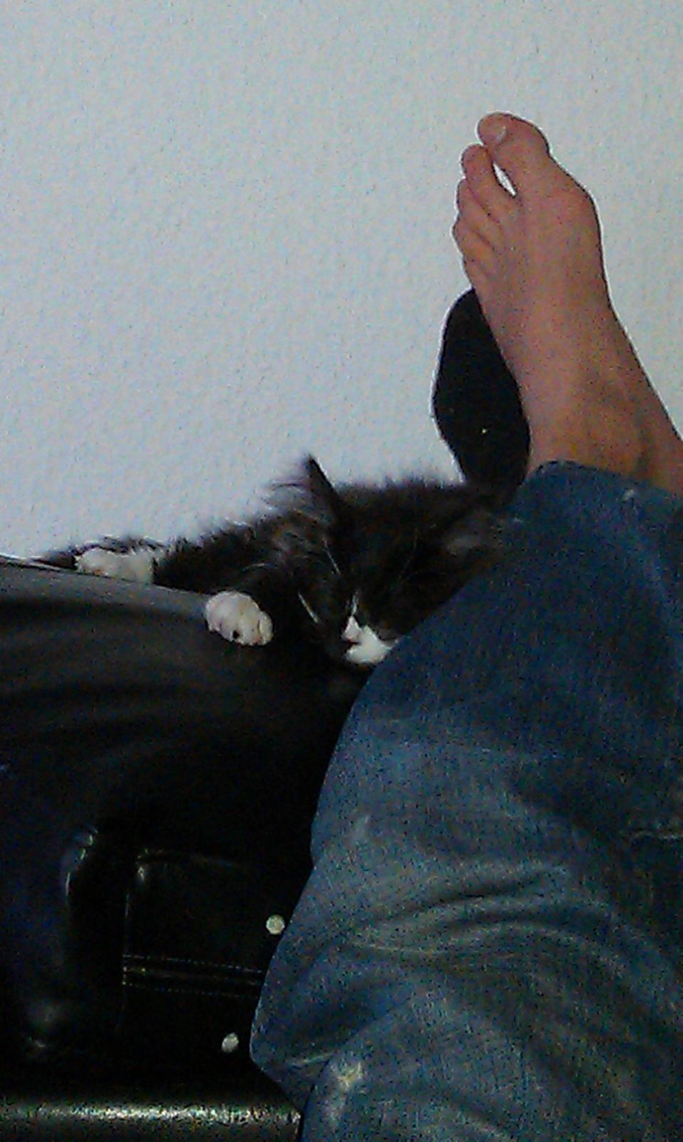 Norsk Skovkat Soya billede 3