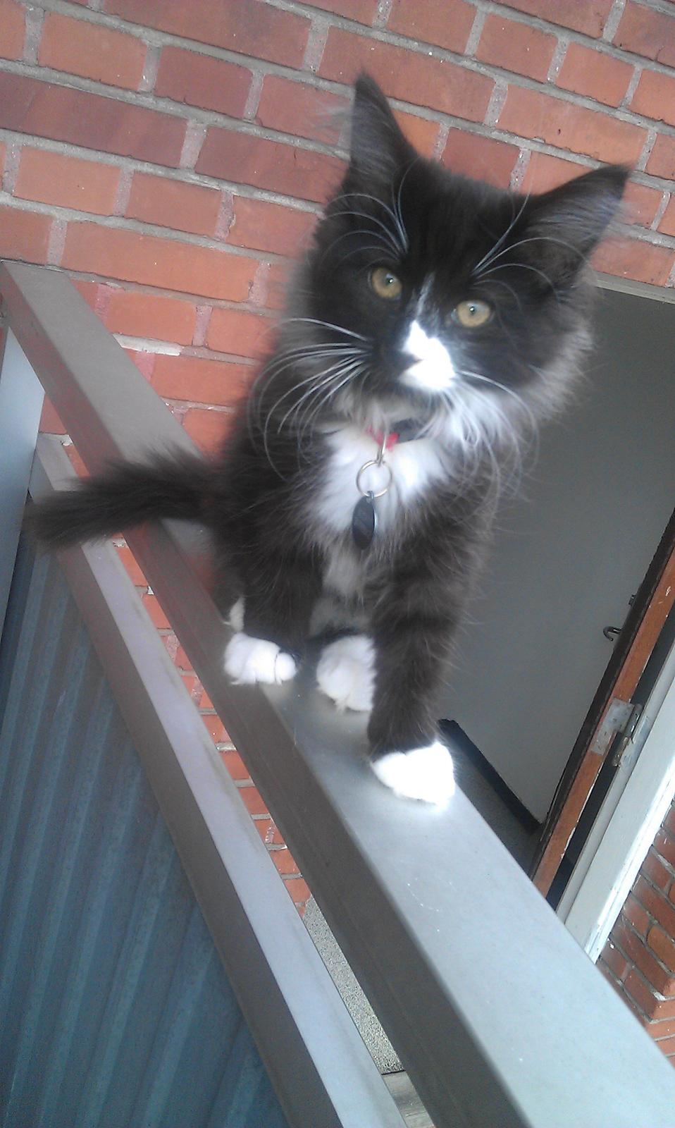 Norsk Skovkat Soya - Den første jyske luft indåndes billede 4