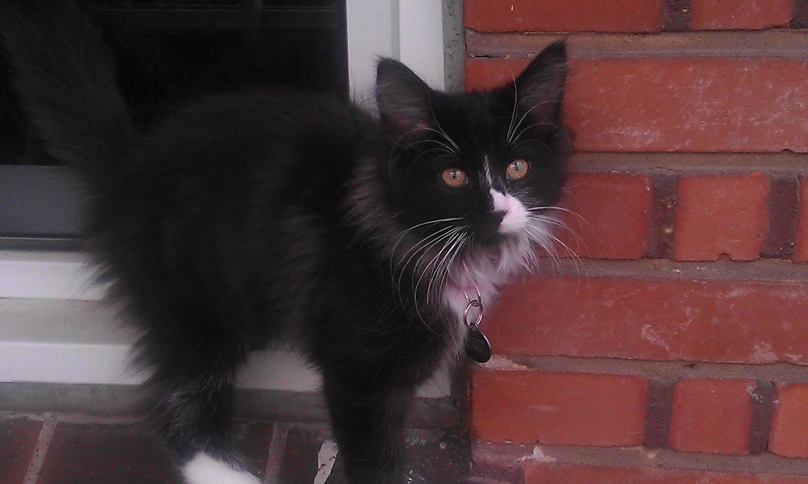 Norsk Skovkat Soya - Første gang udenfor billede 5