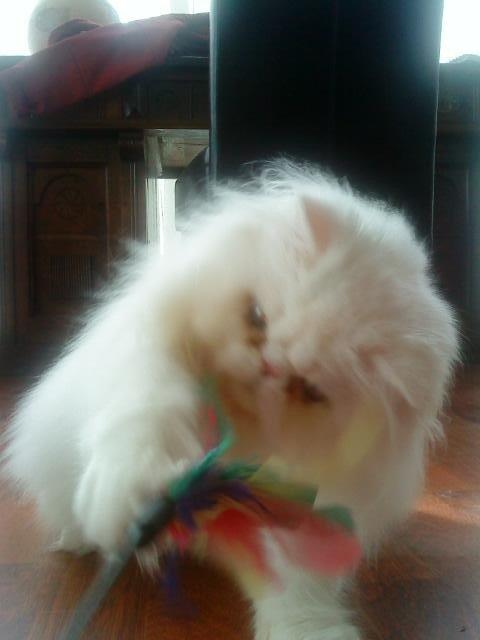 Perser Baltic Bay Prince Charming billede 4