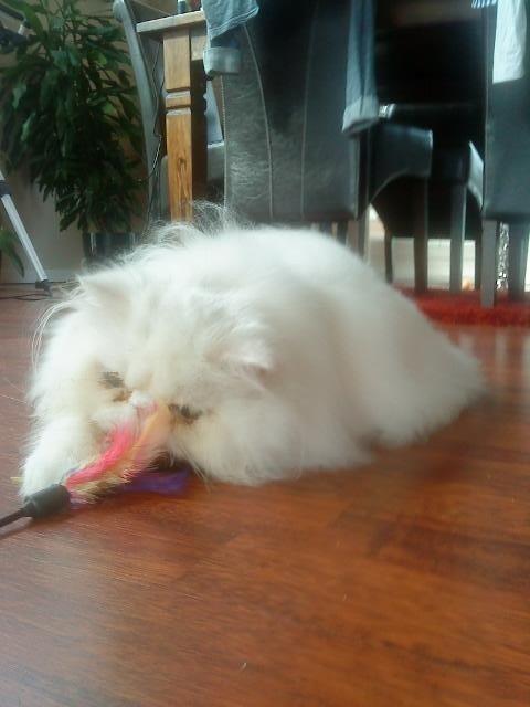 Perser Baltic Bay Prince Charming billede 5