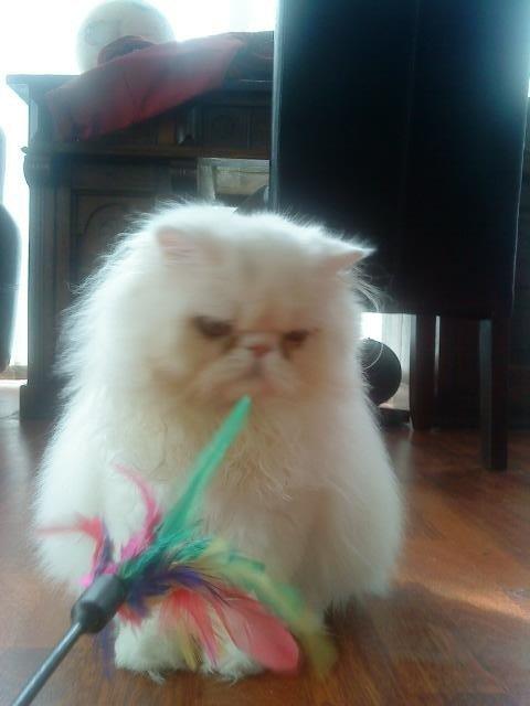 Perser Baltic Bay Prince Charming billede 8