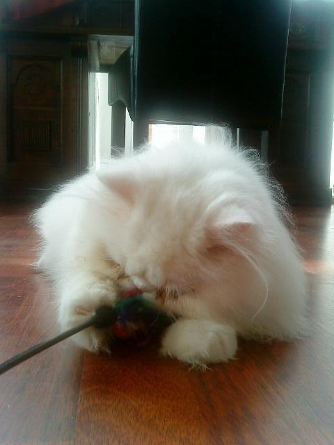 Perser Baltic Bay Prince Charming billede 9