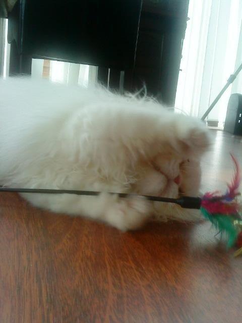 Perser Baltic Bay Prince Charming billede 10