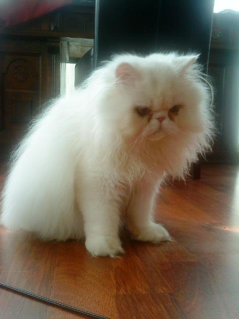 Perser Baltic Bay Prince Charming billede 11