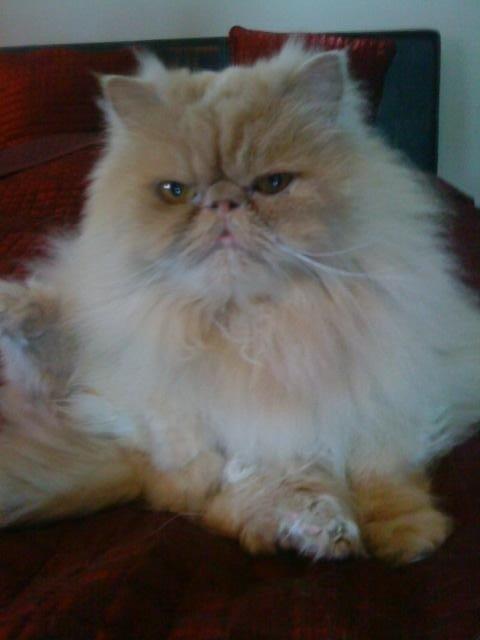 Perser Misty Brown´s Avalon billede 1