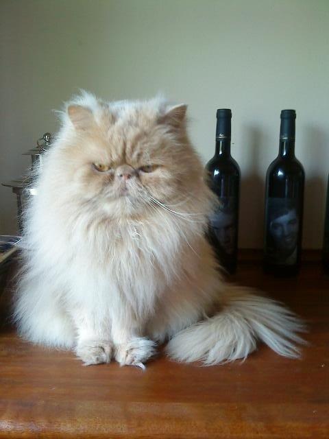 Perser Misty Brown´s Avalon billede 2