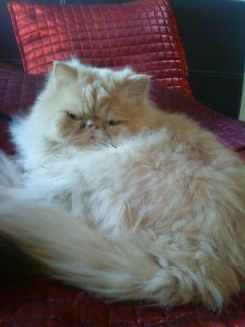 Perser Misty Brown´s Avalon billede 3