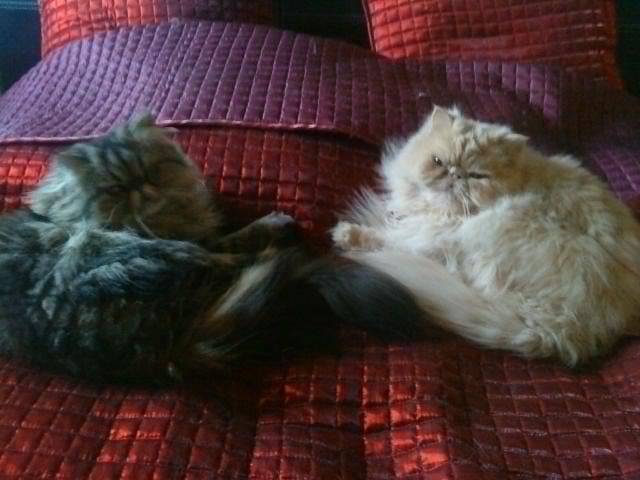 Perser Misty Brown´s Avalon billede 4