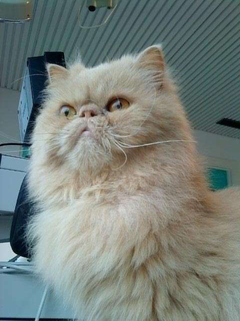 Perser Misty Brown´s Avalon billede 5