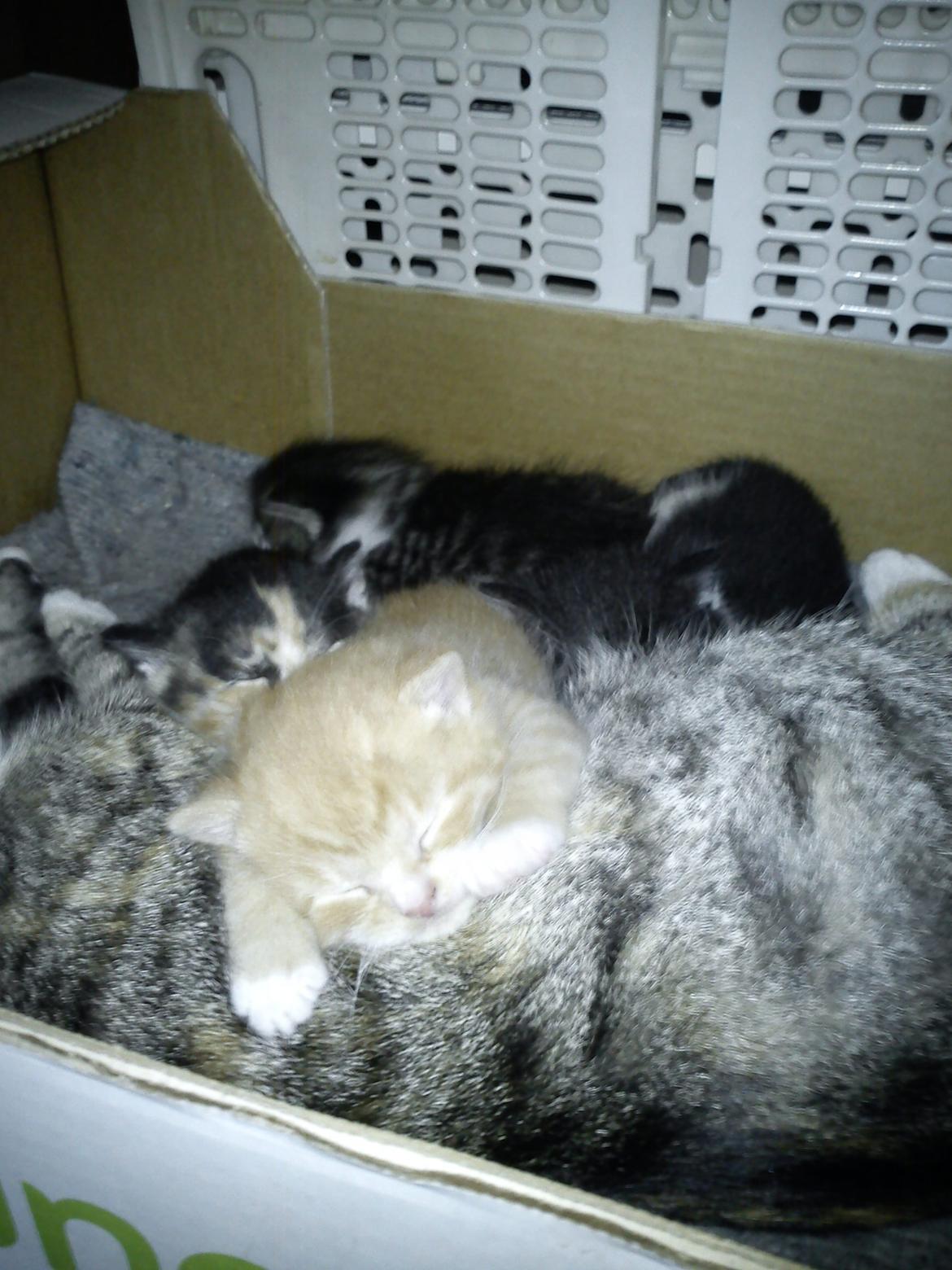 Huskat Garfield - 2011 billede 2