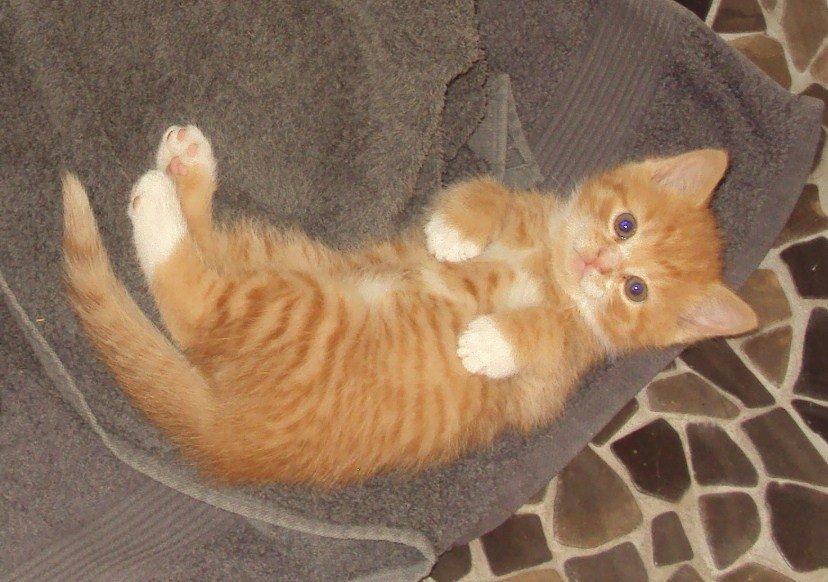 Huskat Garfield - 2011 billede 1