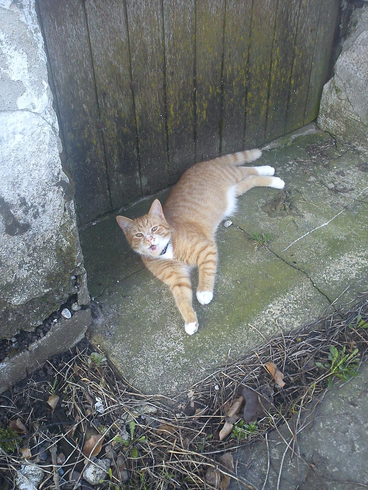 Huskat Garfield - 2012 billede 3