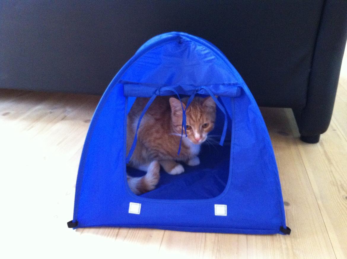 Huskat Garfield - 2012 billede 4