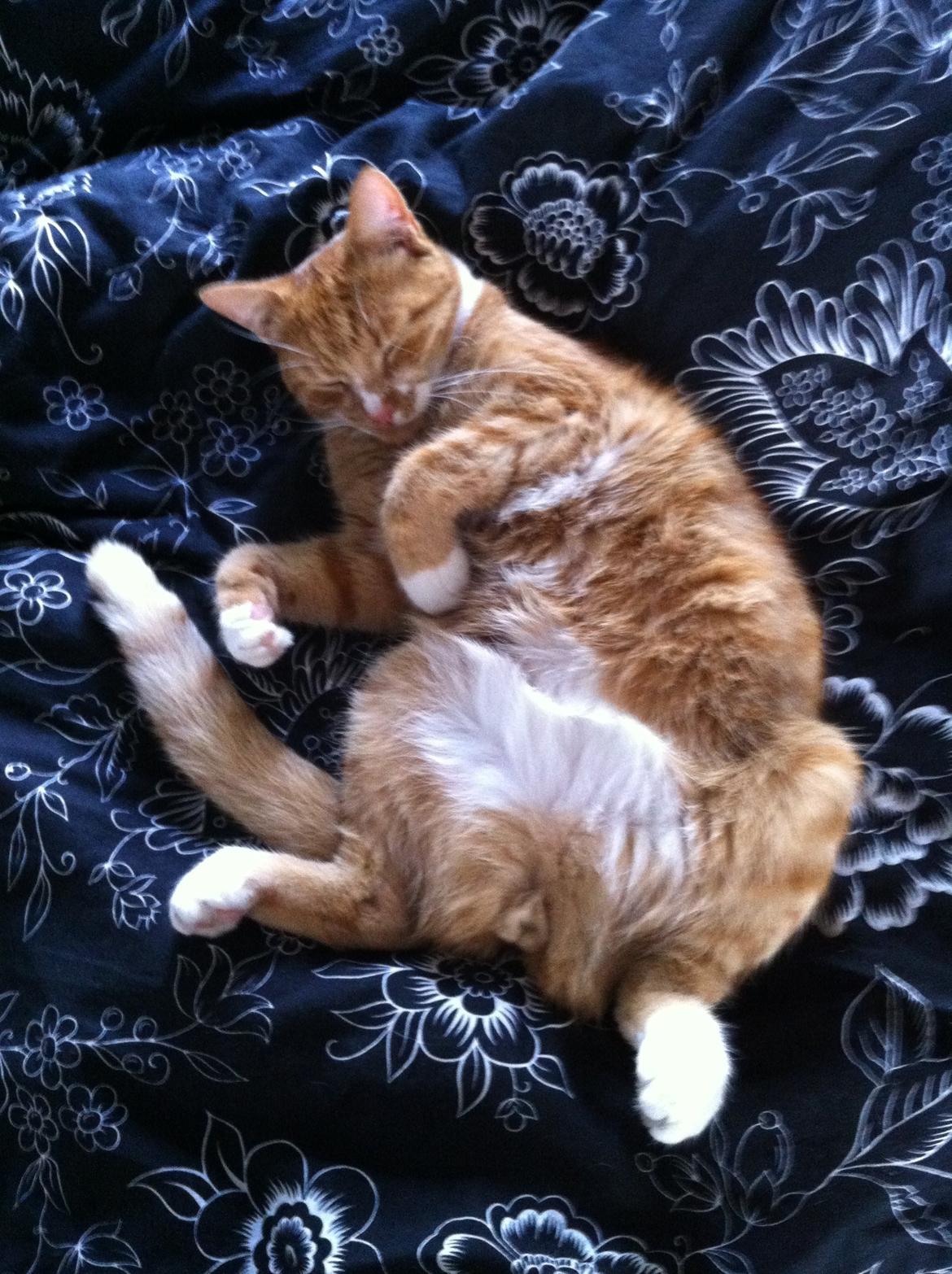 Huskat Garfield - 2012 billede 5