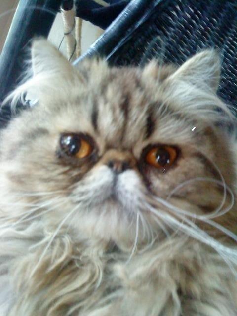 Perser Misty Brown´s Bachie billede 1