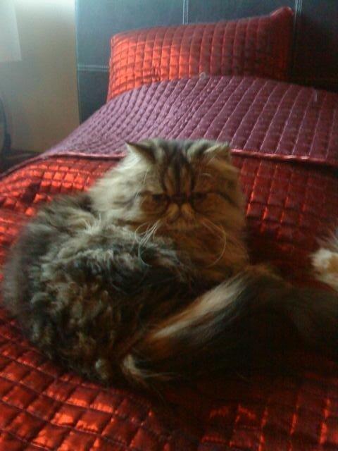 Perser Misty Brown´s Bachie billede 2