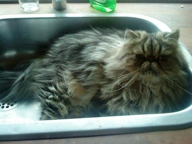 Perser Misty Brown´s Bachie billede 11